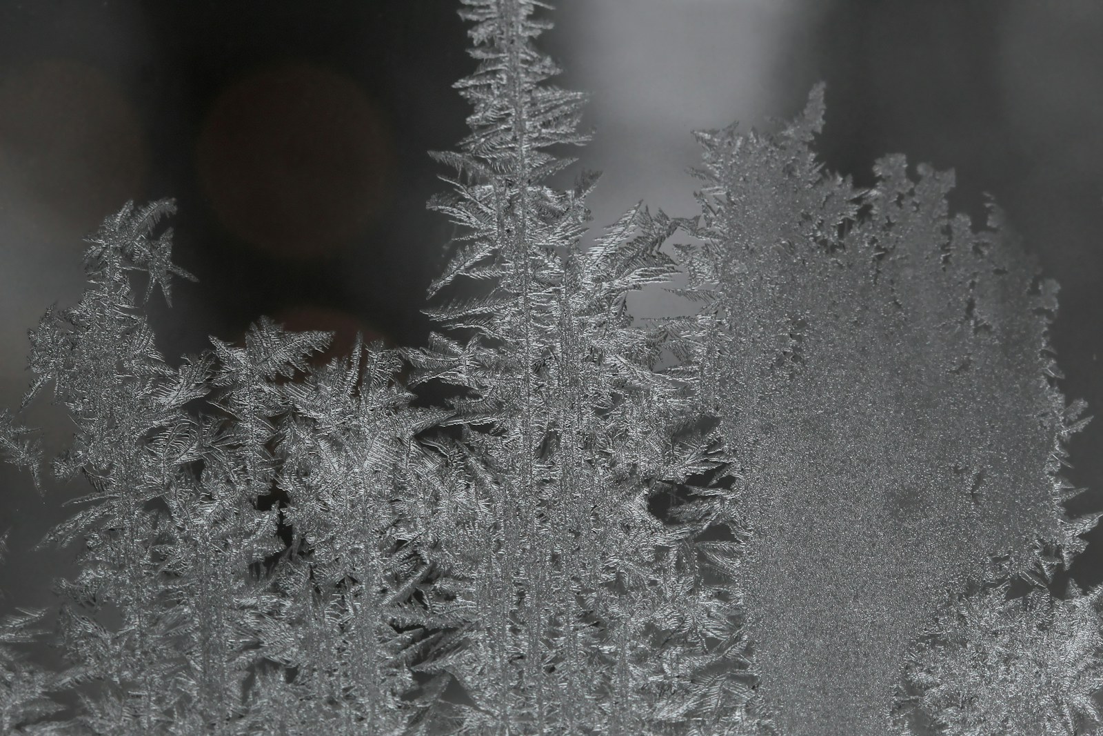 snow covered pine tree during night time